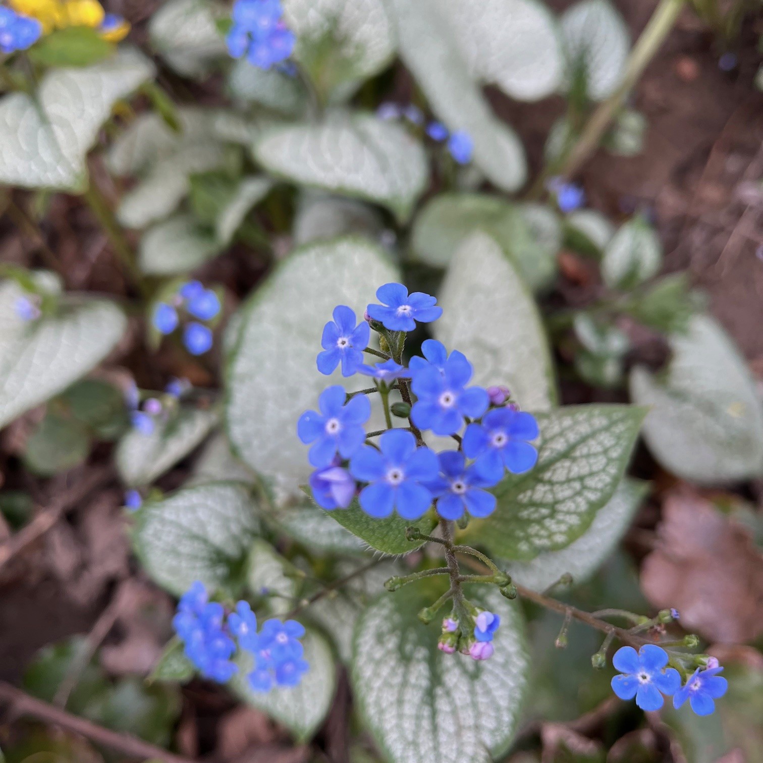 BRUNNERA MACROPHYLLA 'SEA HEART'
