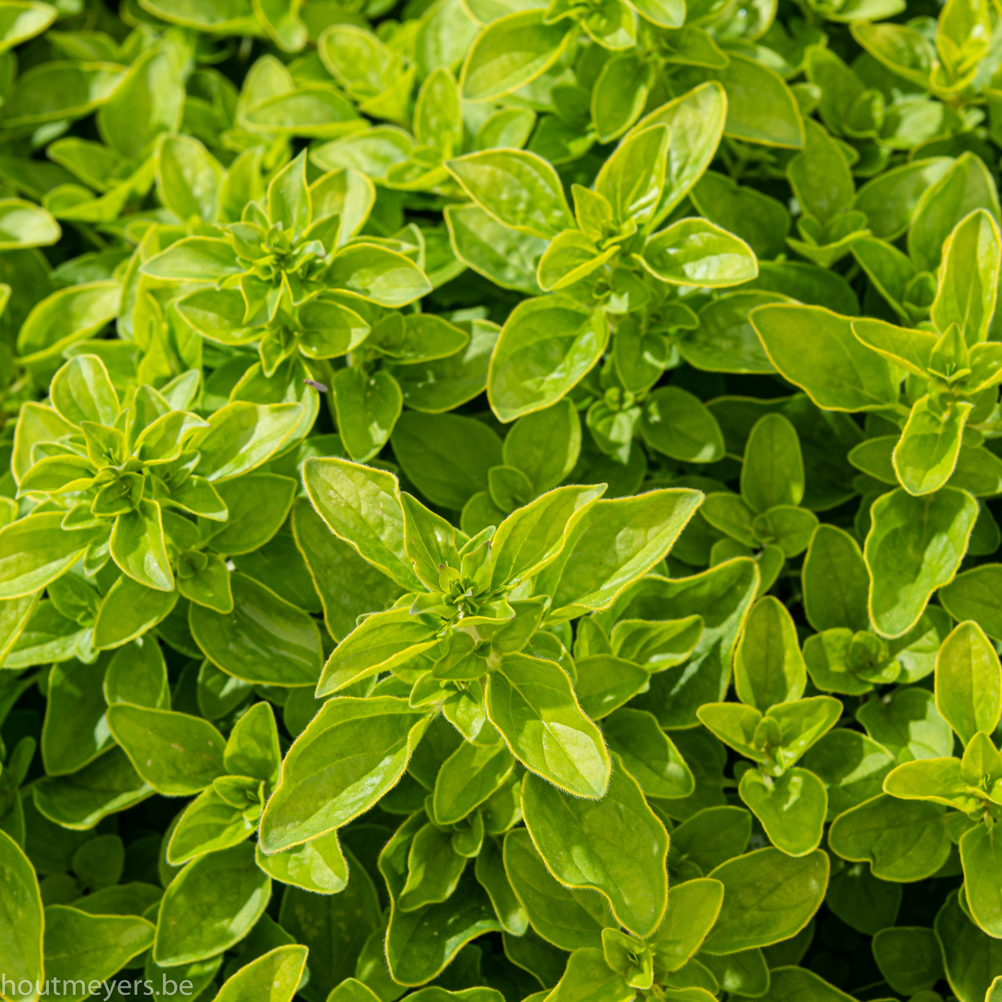 ORIGANUM VULGARE 'THUMBLE'S VARIETY'