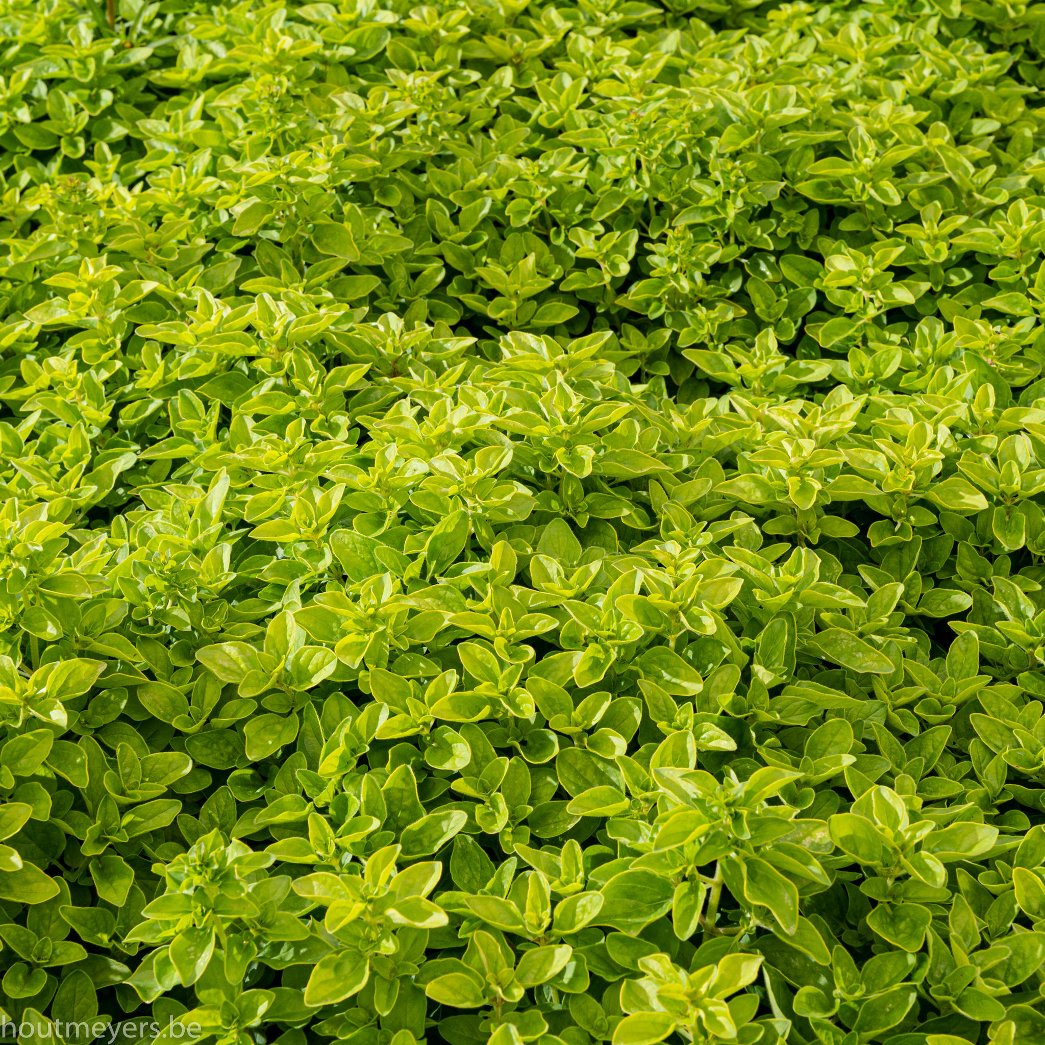 ORIGANUM VULGARE 'THUMBLE'S VARIETY' - Afbeelding 2