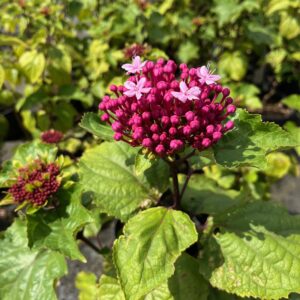CLERODENDRUM BUNGEI