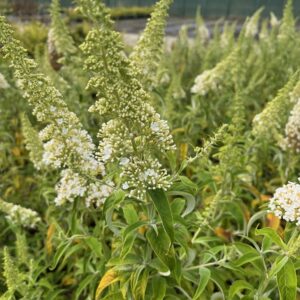 BUDDLEJA DAVIDII 'WHITE PROFUSION'