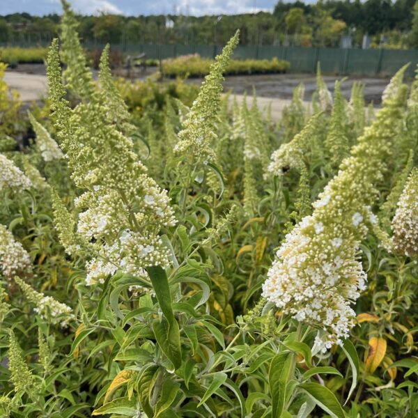 BUDDLEJA DAVIDII 'WHITE PROFUSION' - Afbeelding 2