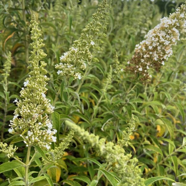 BUDDLEJA DAVIDII 'WHITE PROFUSION' - Afbeelding 3