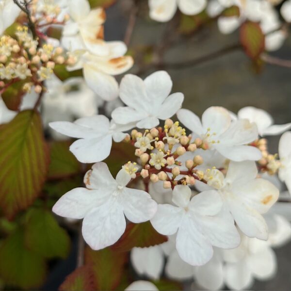 VIBURNUM PLICATUM 'PINKIMONO' - Afbeelding 2
