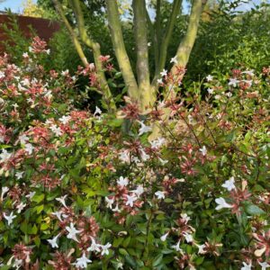 ABELIA GRANDIFLORA 'PROSTRATA'