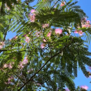 ALBIZIA JULIBRISSIN