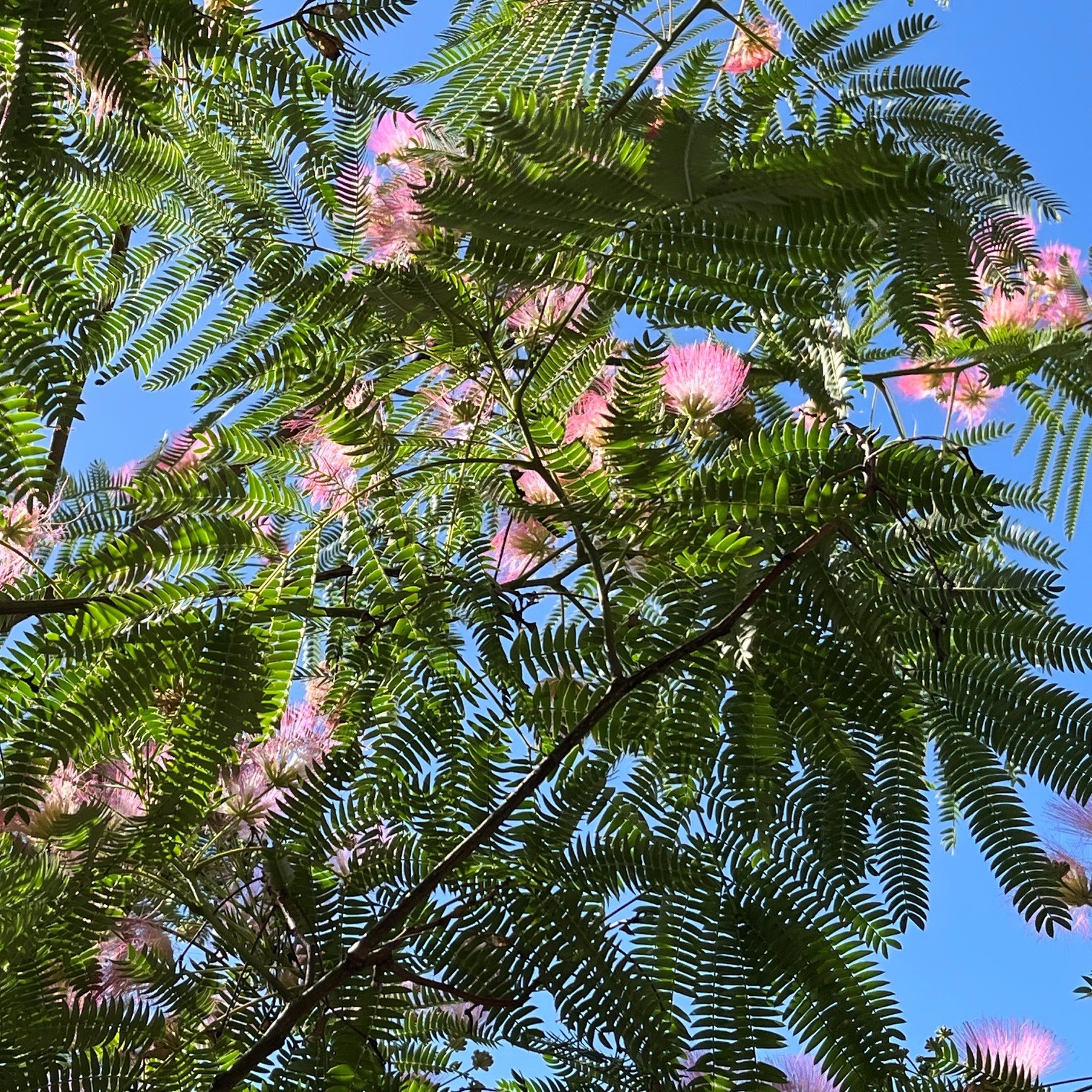ALBIZIA JULIBRISSIN