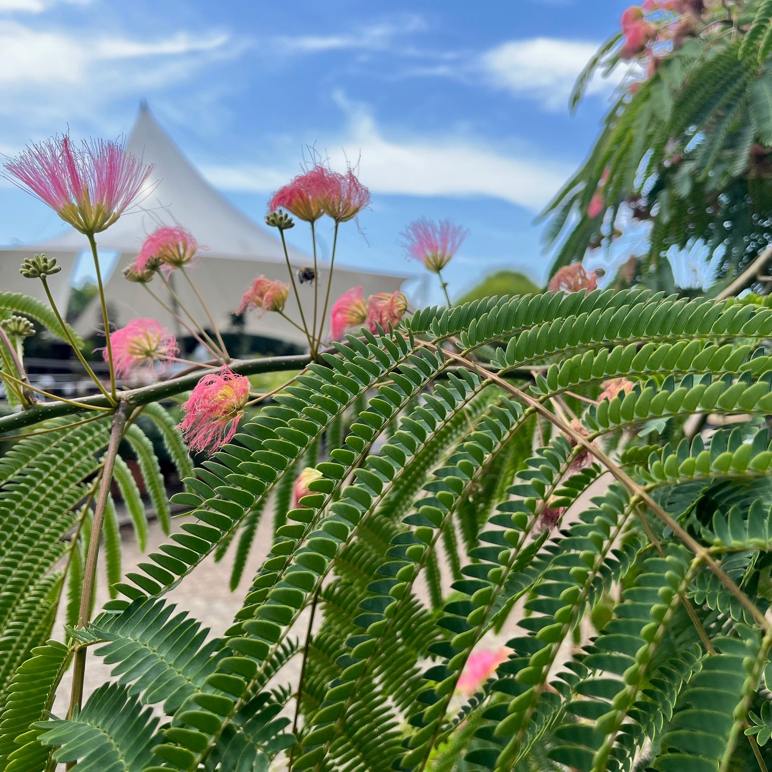 ALBIZIA JULIBRISSIN - Afbeelding 3