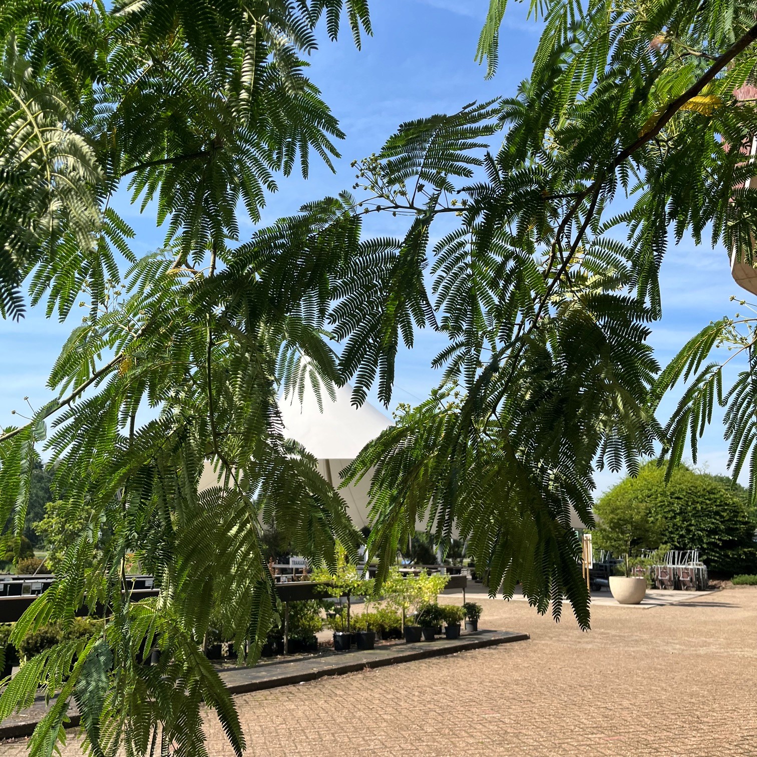 ALBIZIA JULIBRISSIN - Afbeelding 4