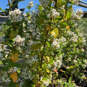 ESCALLONIA 'IVEYI'