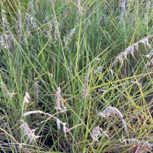PENNISETUM ORIENTALE 'KARLEY ROSE'