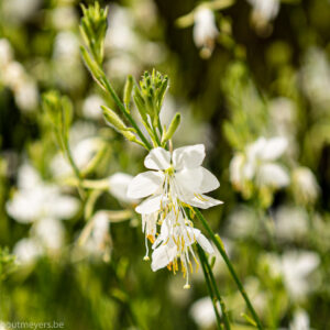 GAURA LINDHEIMERI 'SNOWBIRD'