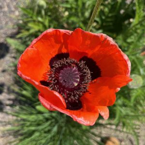 PAPAVER ORIENTALE 'BRILLIANT'