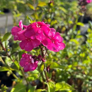 PHLOX PANICULATA 'TENOR'