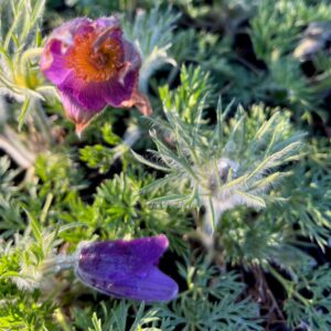PULSATILLA VULGARIS 'RUBRA'