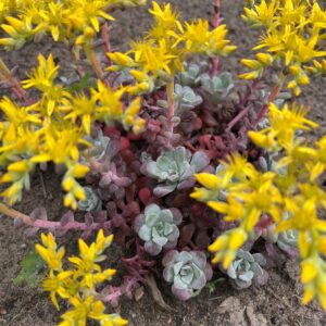 SEDUM SPATHULIFOLIUM 'PURPUREUM'