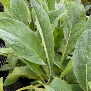 VERBASCUM OLYMPICUM