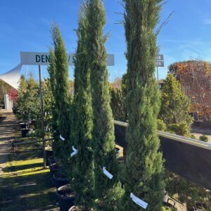 CUPRESSUS SEMPERVIRENS 'PYRAMIDALIS'