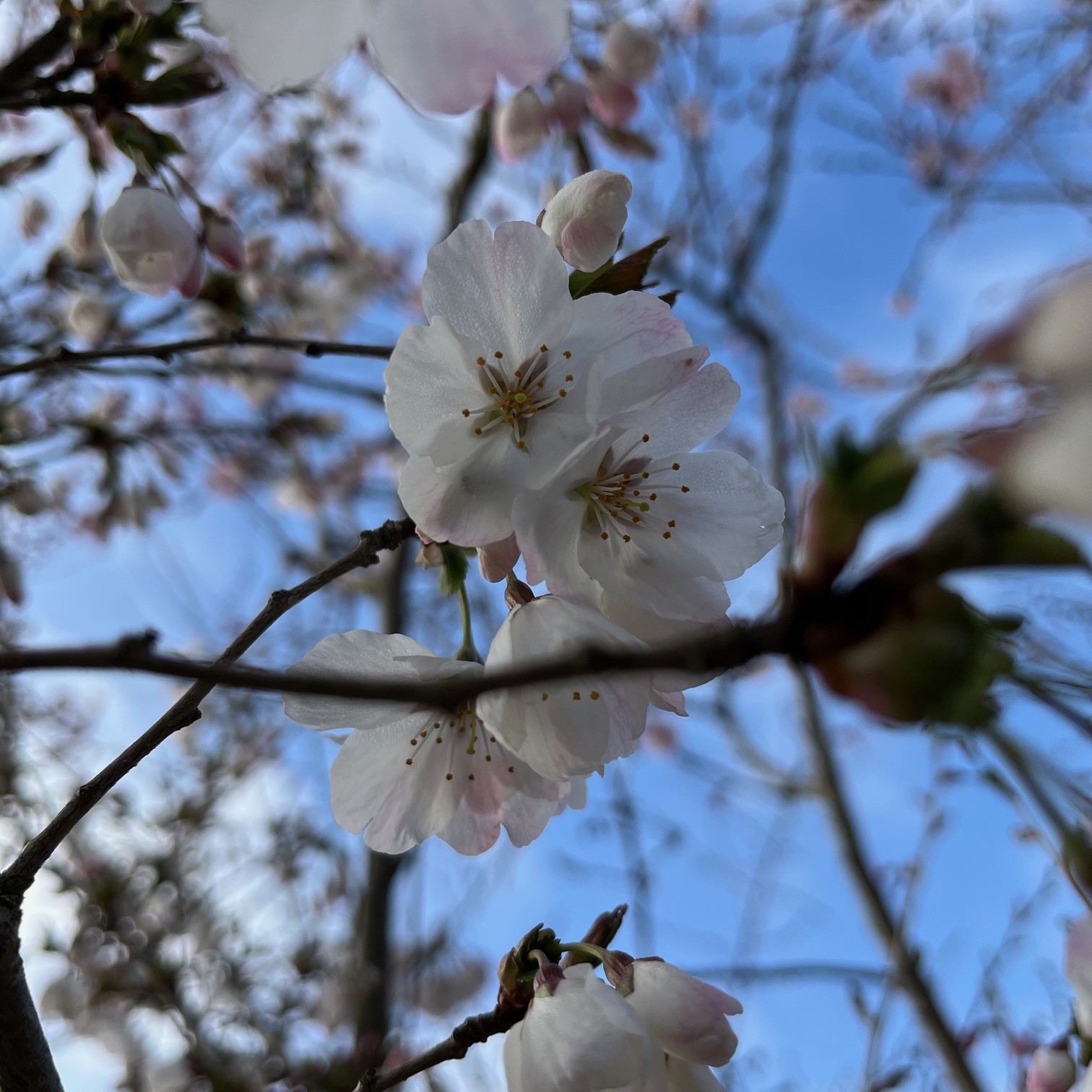PRUNUS INCISA 'THE BRIDE' - Afbeelding 4
