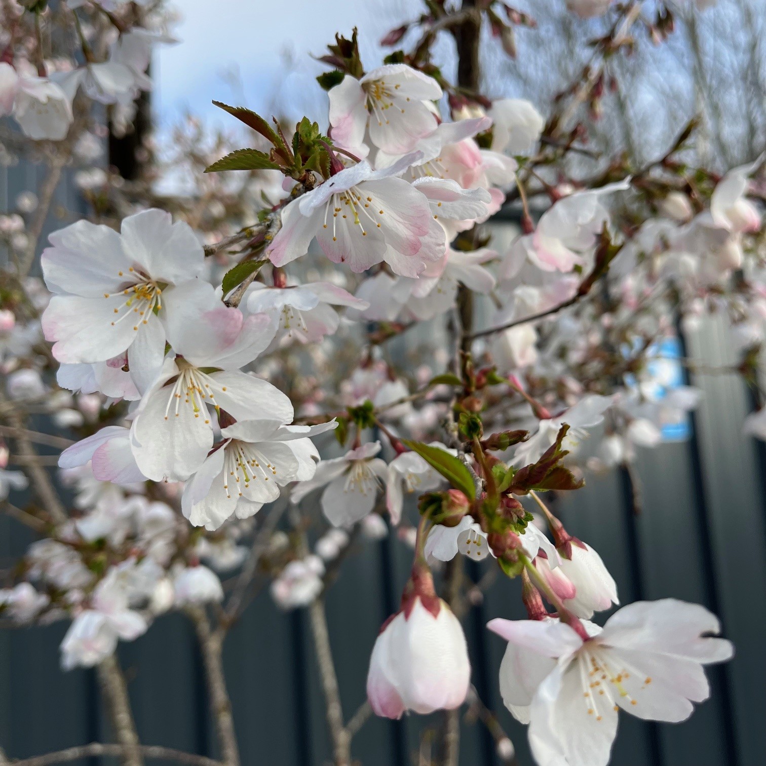 PRUNUS INCISA 'THE BRIDE'