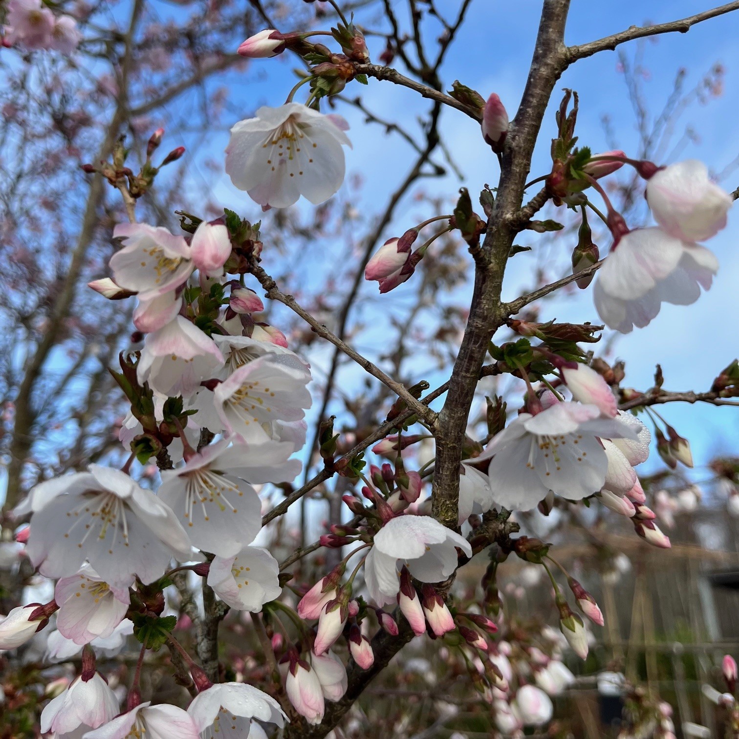 PRUNUS INCISA 'THE BRIDE' - Afbeelding 3