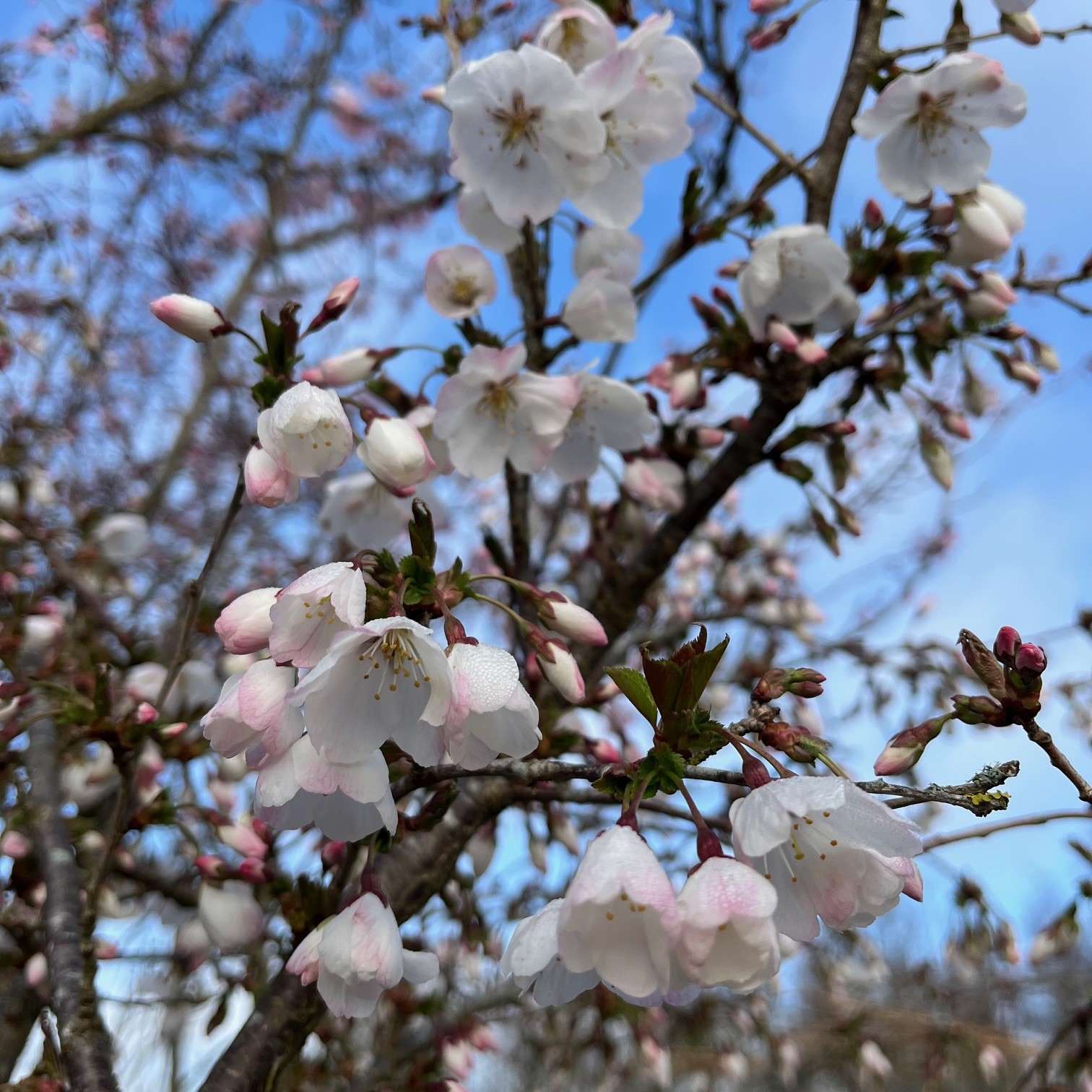 PRUNUS INCISA 'THE BRIDE' - Afbeelding 2