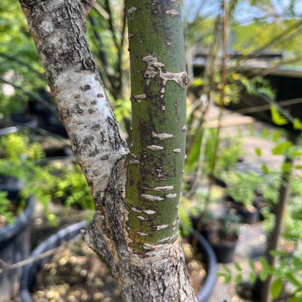 STYPHNOLOBIUM JAPONICUM - Afbeelding 4
