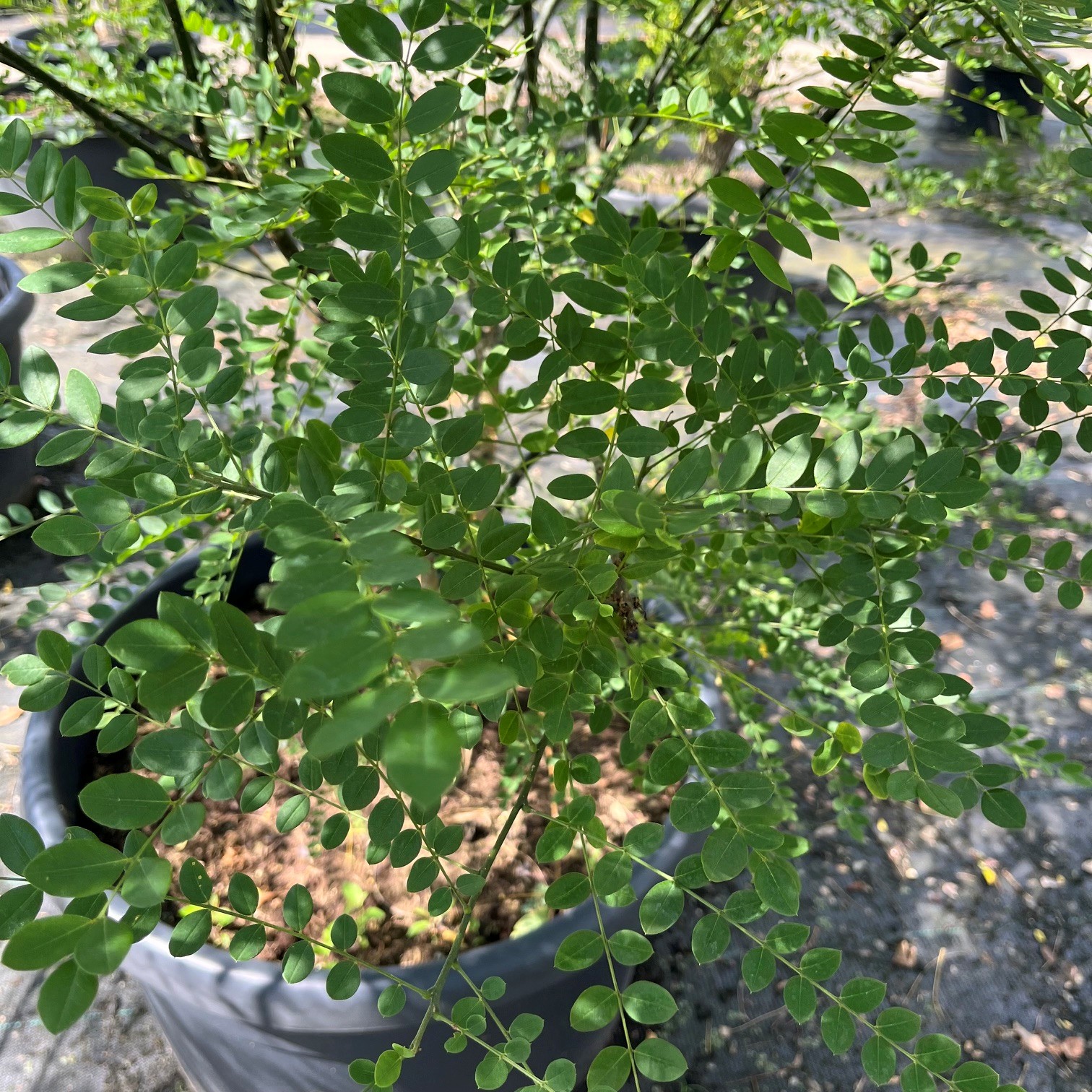 STYPHNOLOBIUM JAPONICUM - Afbeelding 3