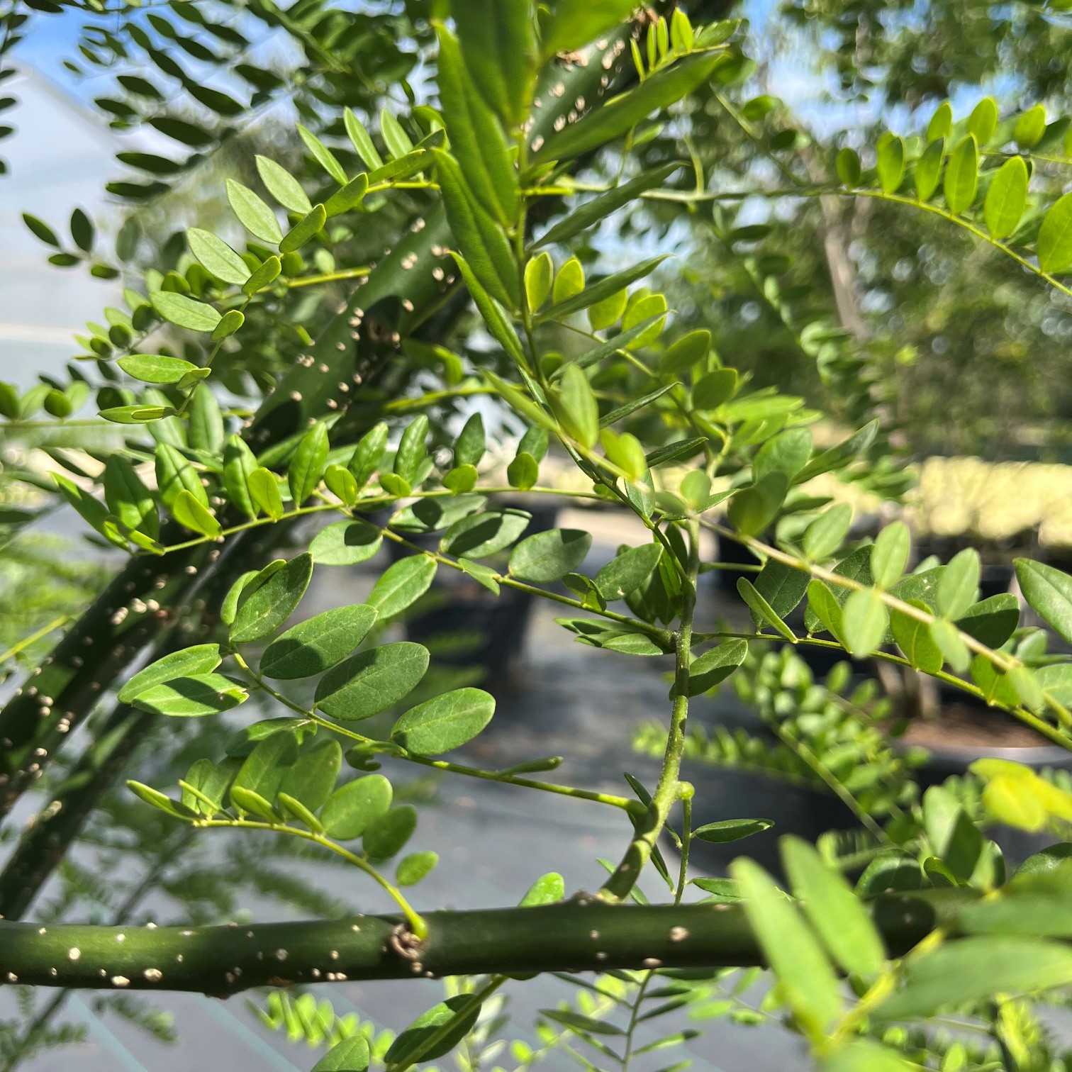STYPHNOLOBIUM JAPONICUM - Afbeelding 2