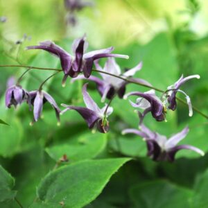 EPIMEDIUM ACUMINATUM