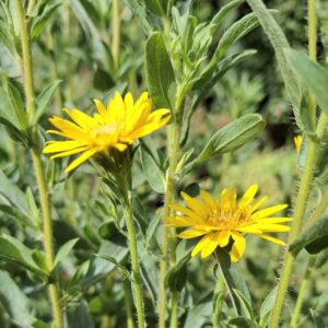 HETEROTHECA CAMPORA GLANDULISSIMA