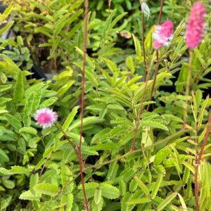 SANGUISORBA HAKUSANENSIS