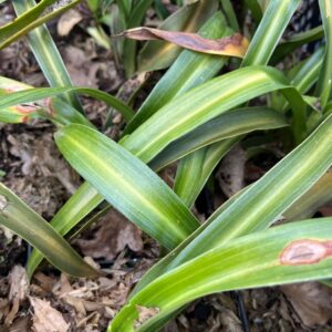 TUPISTRA AURANTIACA
