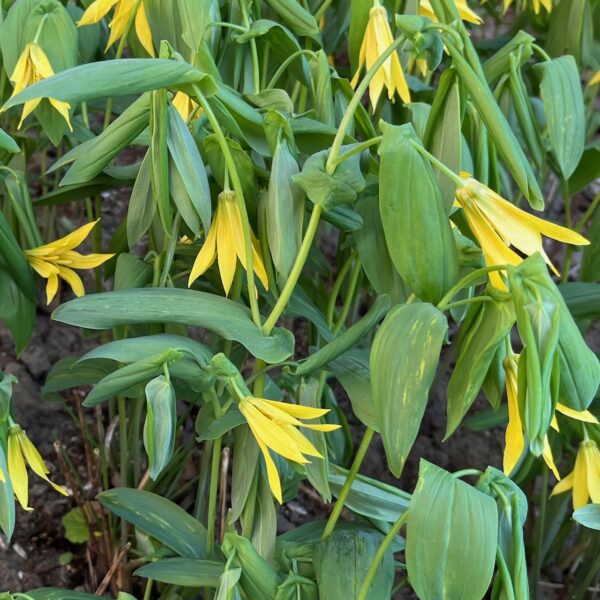 UVULARIA GRANDIFLORA - Afbeelding 2