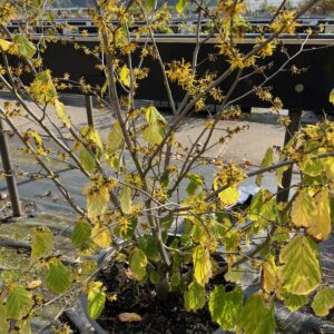 HAMAMELIS VIRGINIANA
