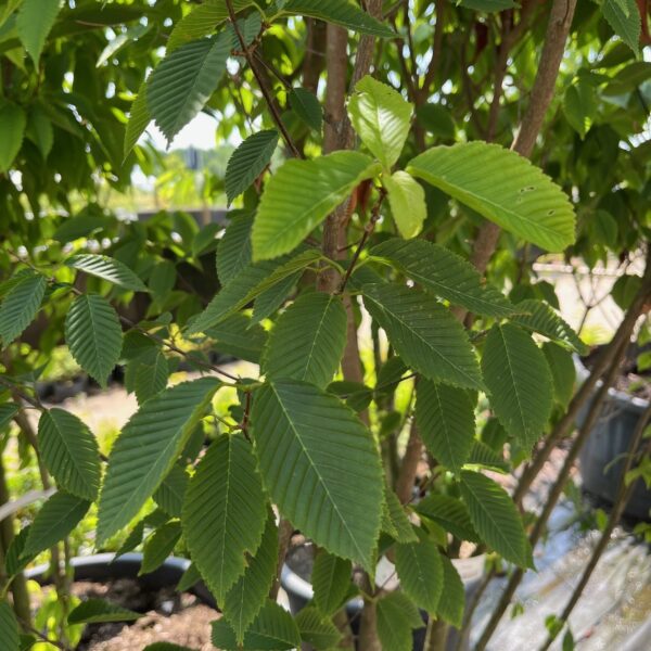 ACER CARPINIFOLIUM - Afbeelding 2