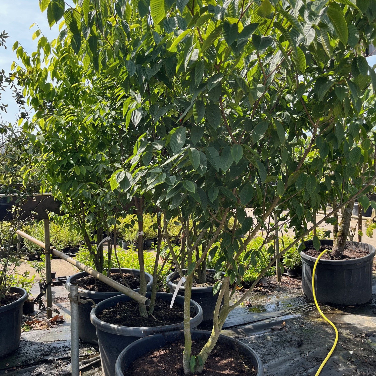 ACER CARPINIFOLIUM - Afbeelding 3