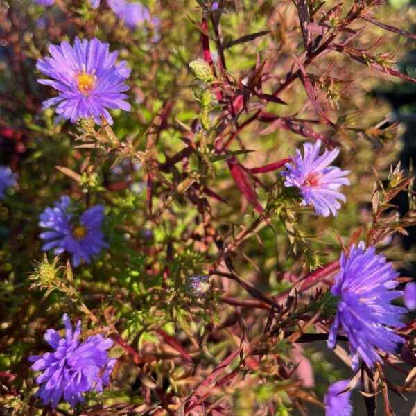 ASTER 'LADY IN BLUE' - Afbeelding 2