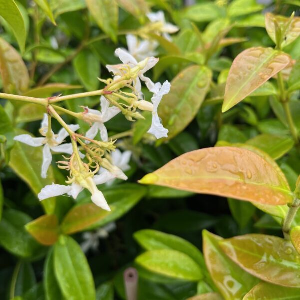 TRACHELOSPERMUM JASMINOIDES