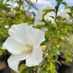 HIBISCUS 'FLOWER TOWER WHITE'