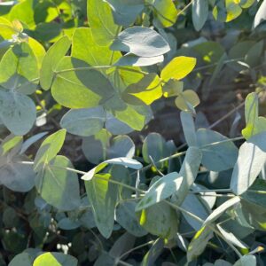 EUCALYPTUS CINERA 'SILVER DOLLAR'