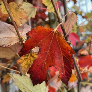 ACER RUBRUM 'SUN VALLEY'