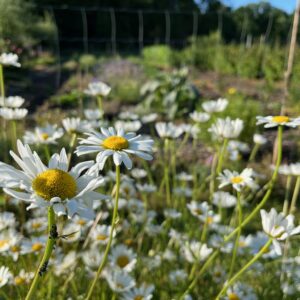 LEUCANTHEMUM VULGARE