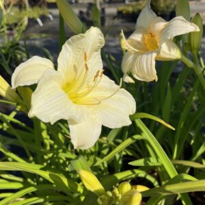HEMEROCALLIS 'JOAN SENIOR'