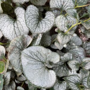 BRUNNERA MACROPHYLLA 'SILVER HEART'