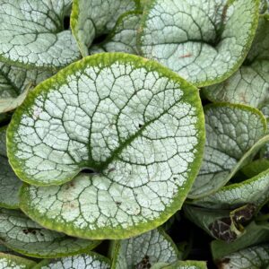 BRUNNERA MACROPHYLLA 'SILVER HEART'