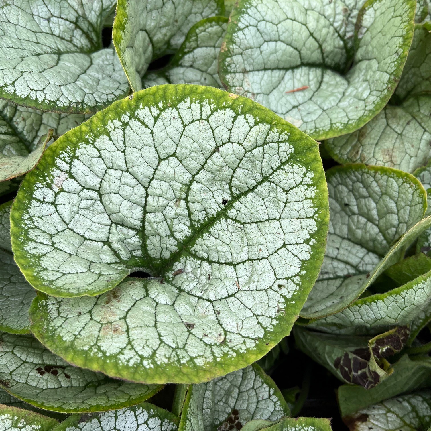 BRUNNERA MACROPHYLLA 'SILVER HEART'