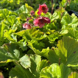 GEUM 'TEMPO ROSE'