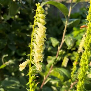 DIGITALIS LUTEA