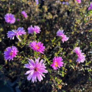 ASTER NOVI-BELGII 'PATRICIA BALLARD'